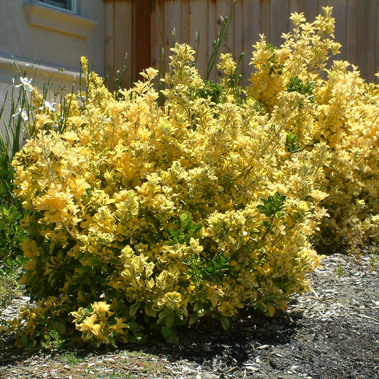 Canadale Gold Euonymus 2 Gallon / 1 Plant
