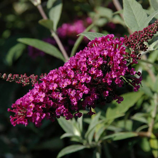 Velvet Butterfly Bush 2 Gallon / 1 Plant