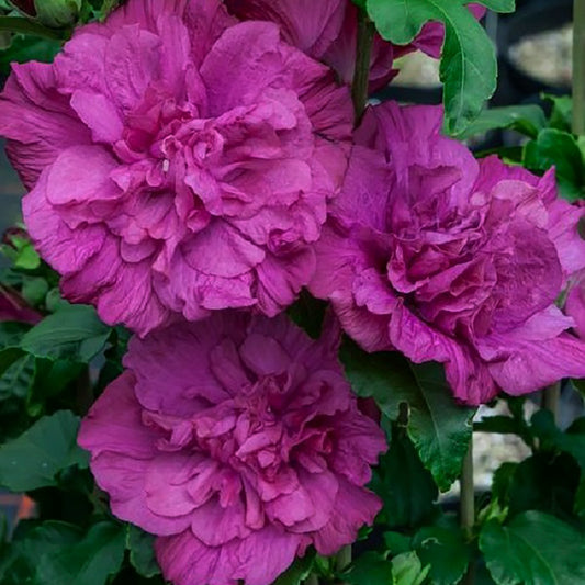 Magenta Chiffon¬¨¬Æ Rose of Sharon 2 Gallon / 1 Plant