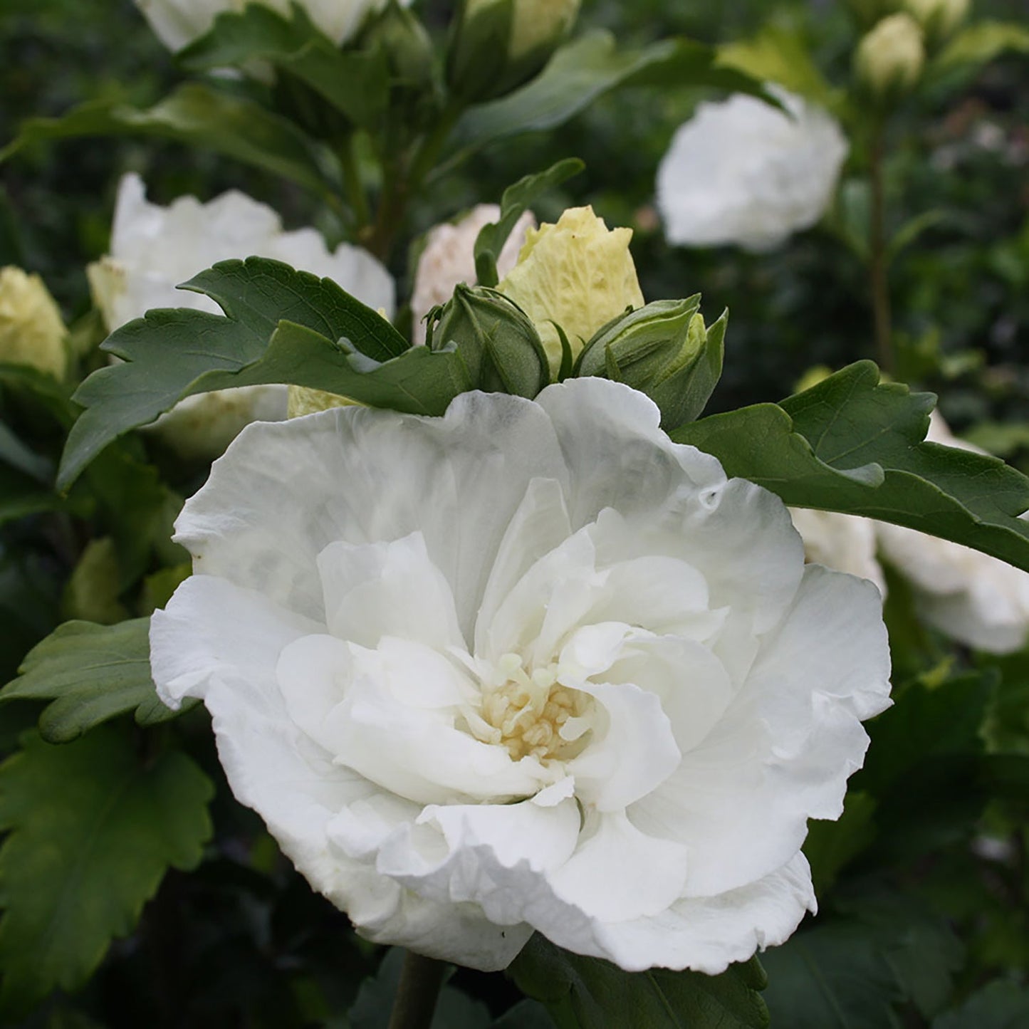 White Chiffonª Rose of Sharon 2 Gallon / 1 Plant
