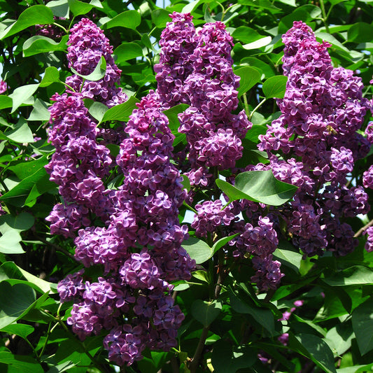 Ludwig Spaeth French Hybrid Lilac 2 Gallon / 1 Plant