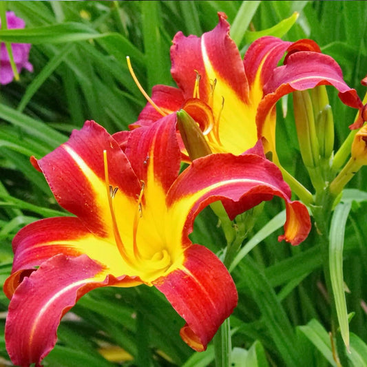 Autumn Red Daylily 1 Gallon / 1 Plant