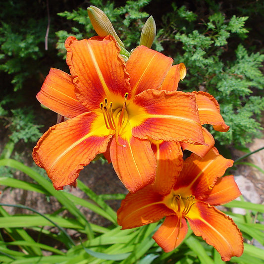 Orange Daylily 1 Gallon / 1 Plant