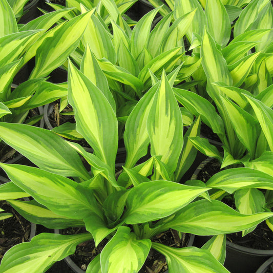 Lakeside Little Tuft Plantain Lily 1 Gallon / 1 Plant