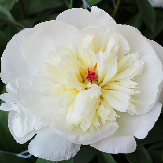 Immaculee Peony 2 Gallon / 1 Plant