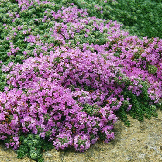 Woolly Thyme 1 Gallon / 1 Plant