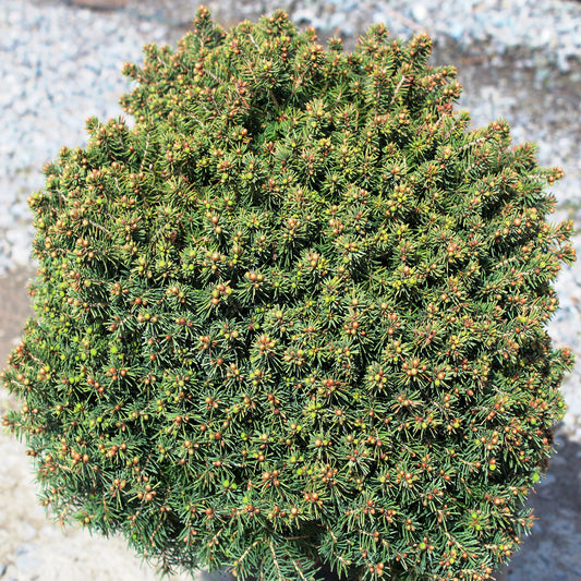 Little Gem Spruce 2 Gallon / 1 Tree