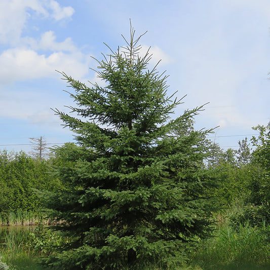 White Spruce 2 Gallon / 1 Tree