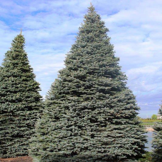 Colorado Blue Spruce 2 Gallon / 1 Tree
