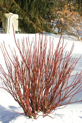 Arctic Fire¬¨¬Æ Red  Red Osier Dogwood