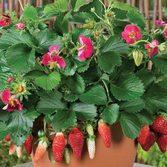 Berries Galore Rose Strawberry