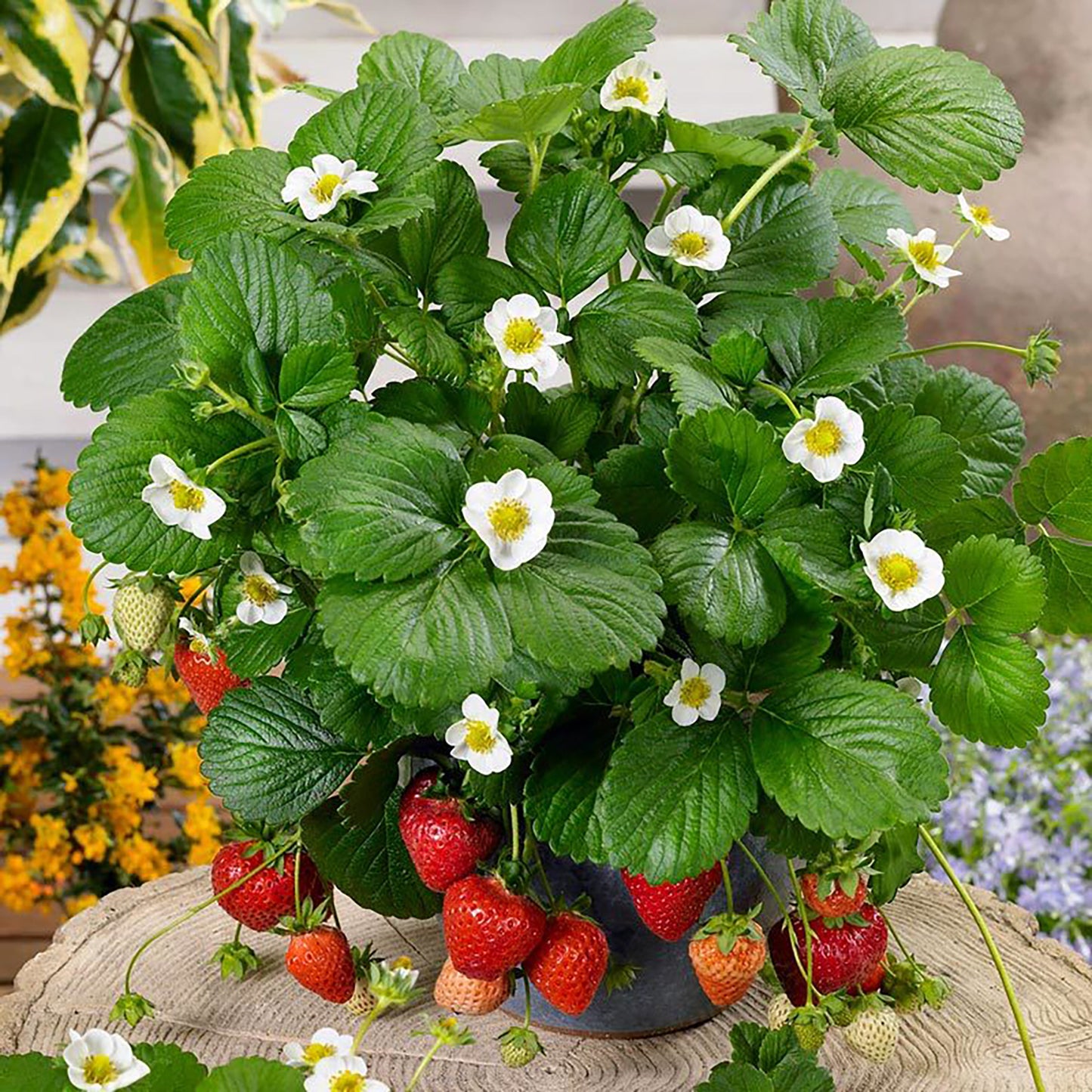 Berries Galore-White Strawberry 1 Gallon