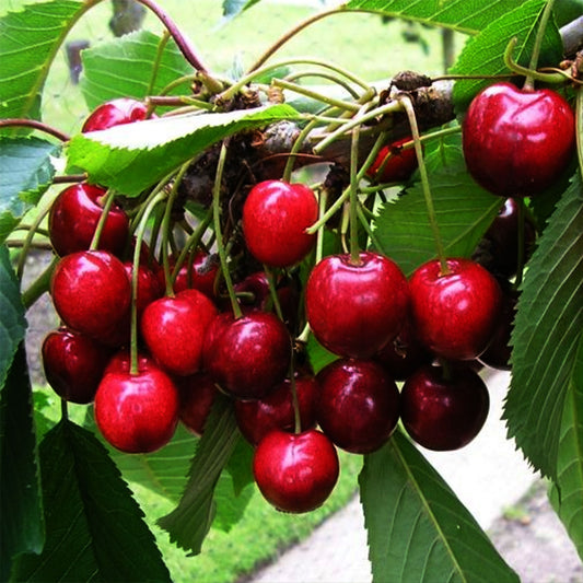 Bing Cherry Tree 7 Gallon
