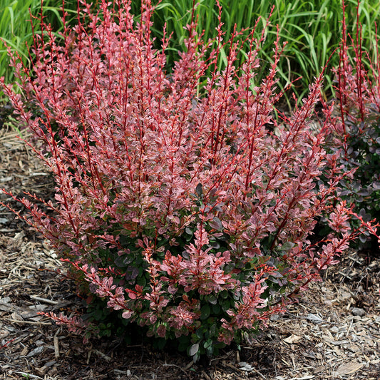 Rose Glow Japanese Barberry 2 Gallon