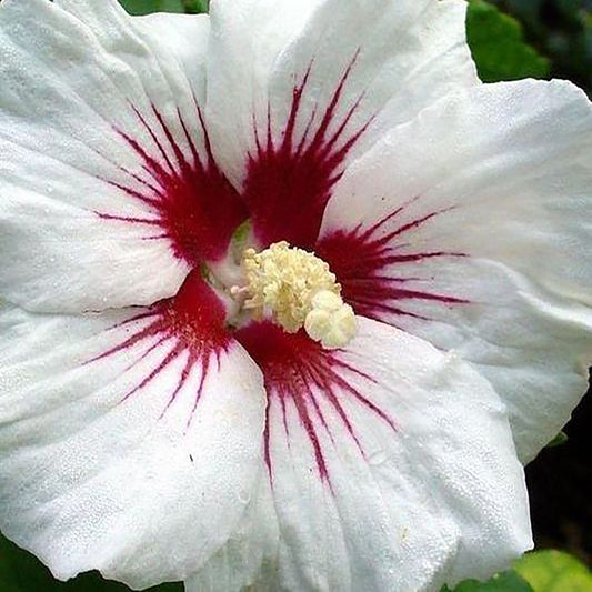 Red Heart Rose of Sharon/Althea 2 Gallon