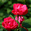 Double Red Shrub Rose