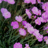 Dianthus Tiny Rubies Pinks