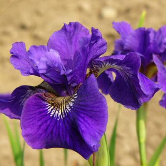 Ruffled Velvet Siberian Iris 1 Gallon