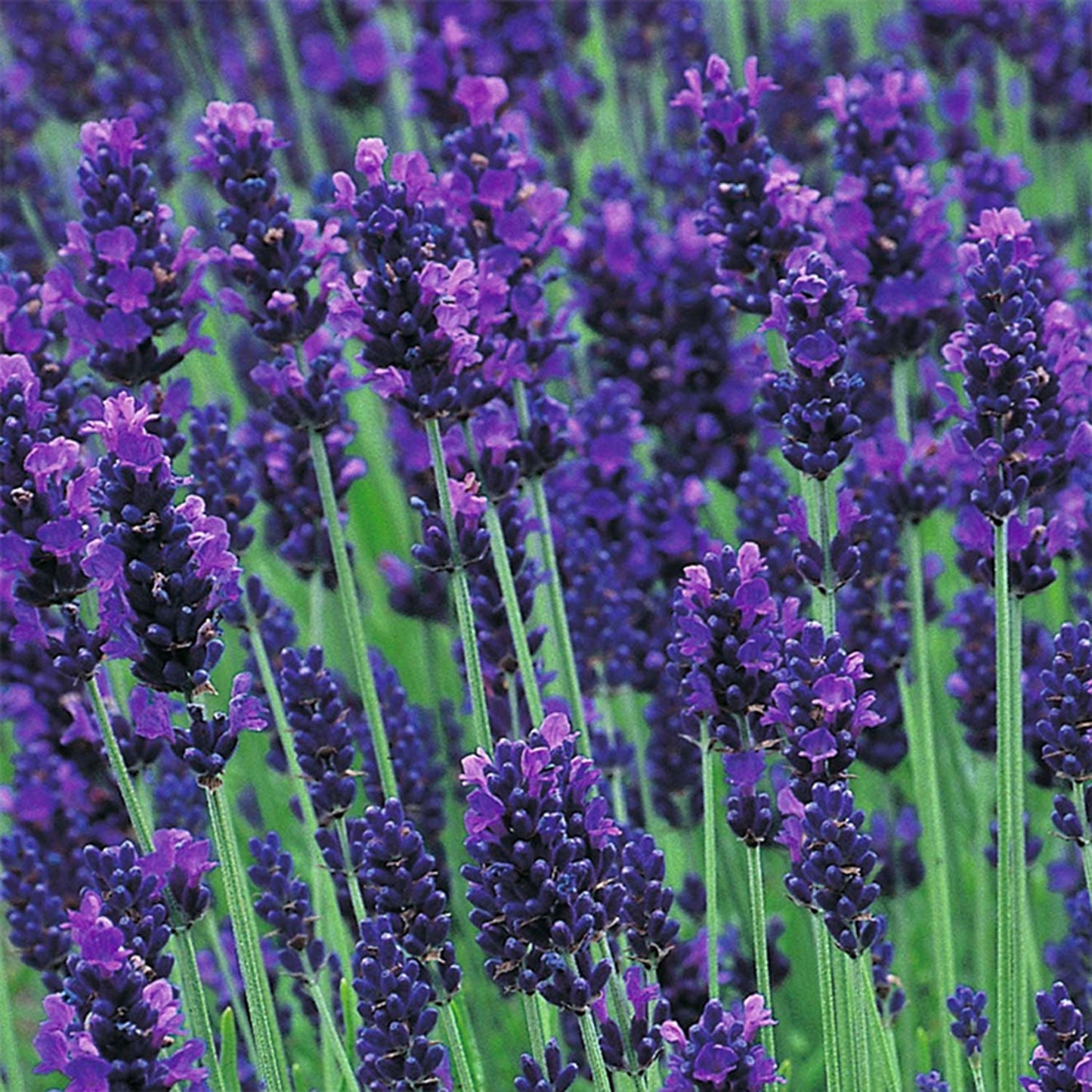 Hidcote Blue Lavender