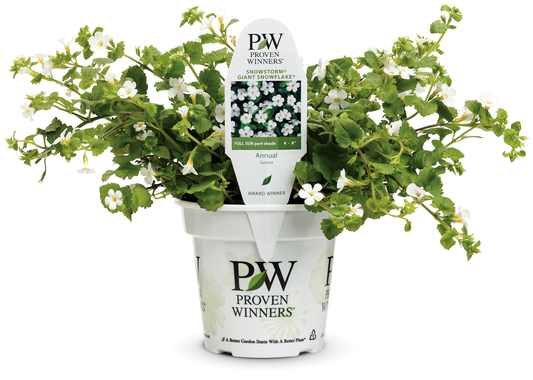 Bacopa Snowstorm¨ Giant Snowflake