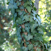 Baltic Ivy