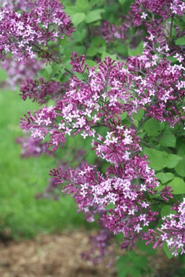 Bloomerang¬¨¬Æ Dark Purple  Reblooming Lilac 